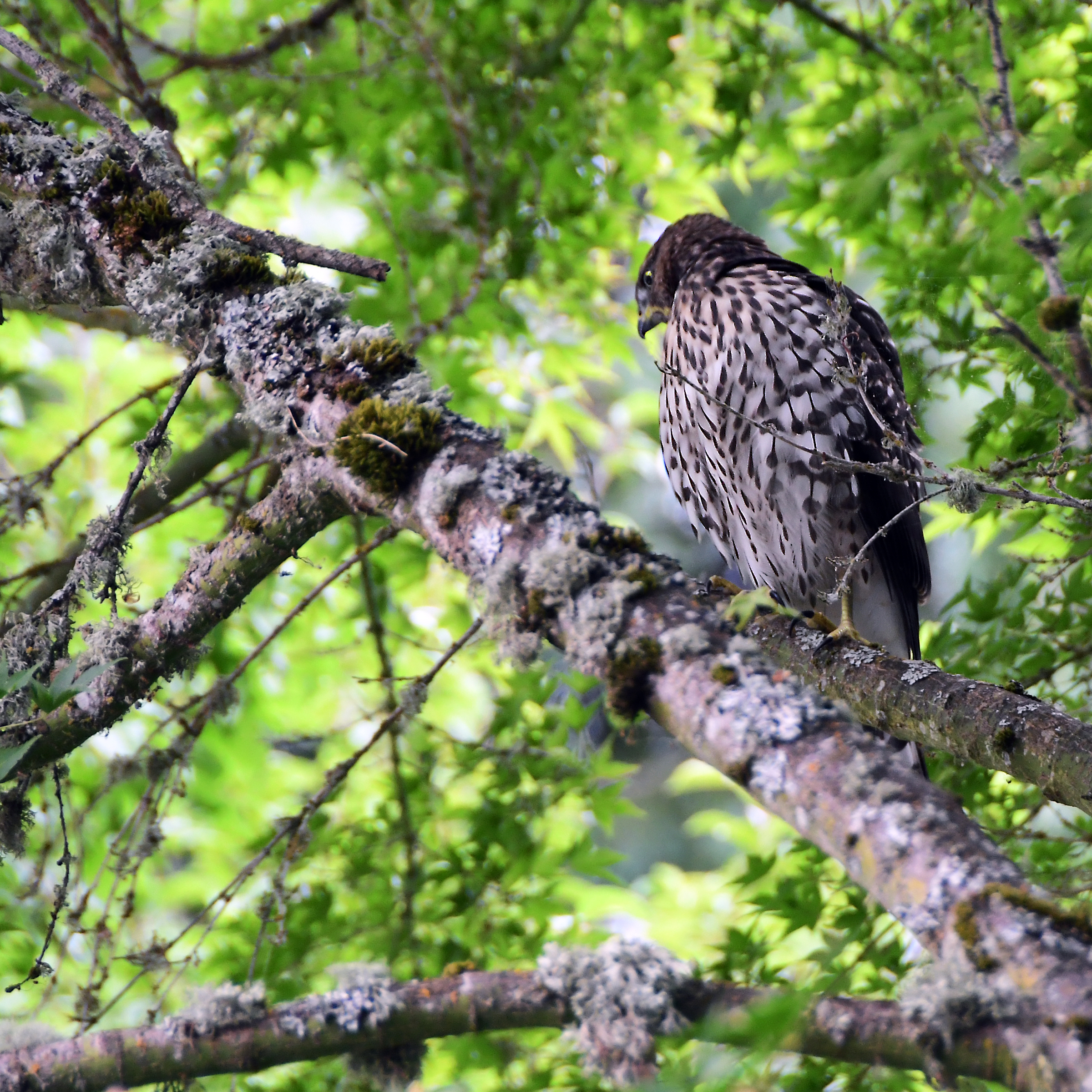 Cooper's Hawk out back