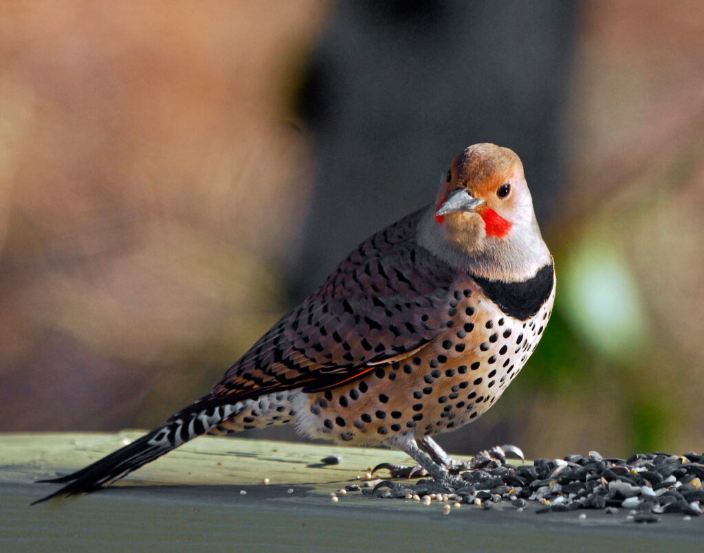 Male Red Shafted Northern Flicker