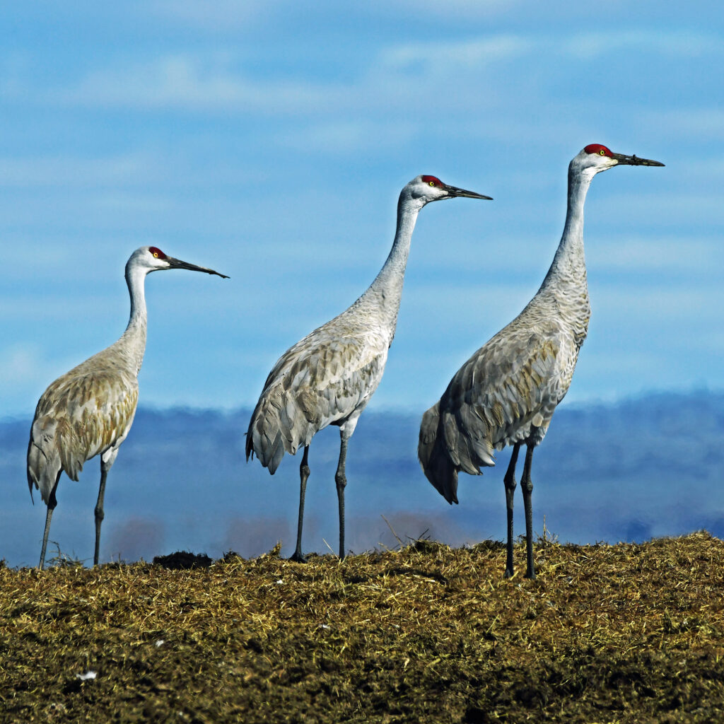 Sandhill Cranes, Harney County